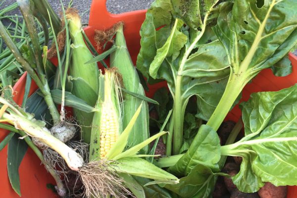 our vegetable garden