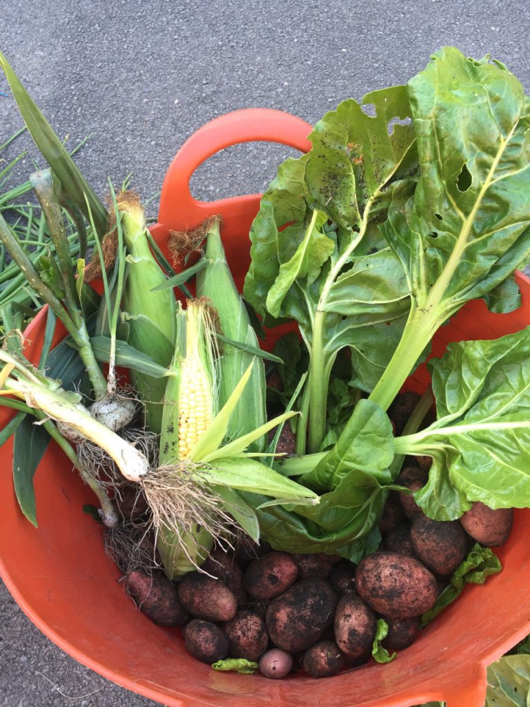 our vegetable garden